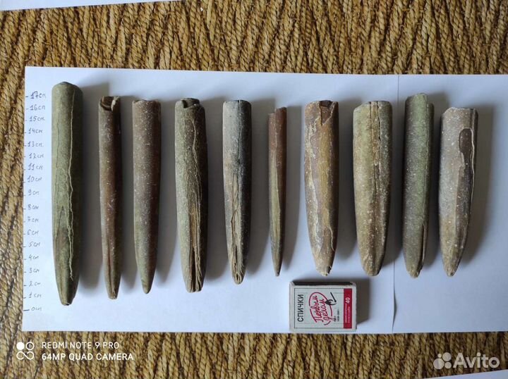 Белемниты коллекционные