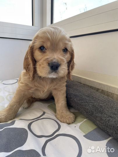 Щенки спаниелей