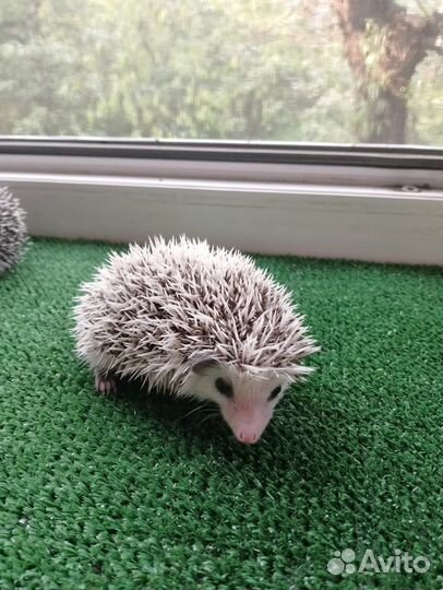 Ёжик африканский карликовый