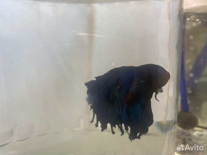 Продам аквариумных рыбок