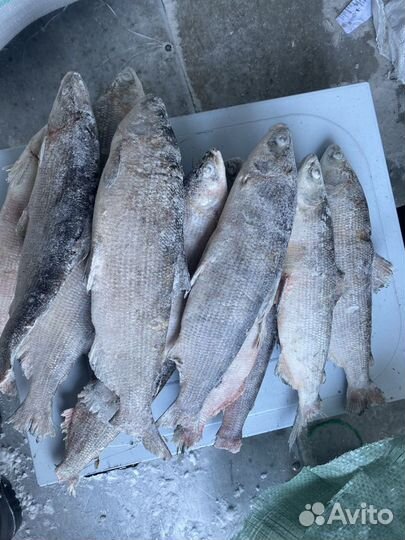 Сырок Пелядь. С Ямала 3тонны в наличии