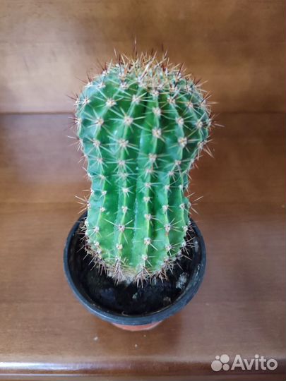 Монстера манки и другие растюшки