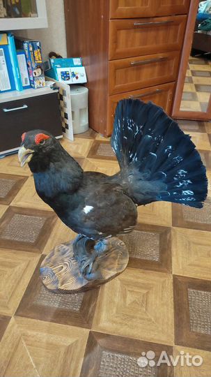 Чучело глухаря