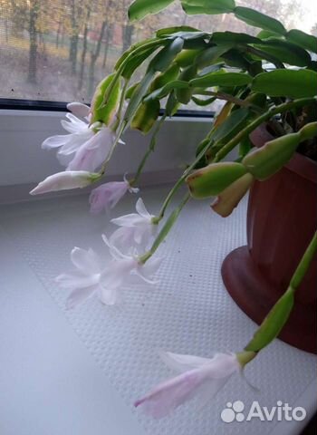 Декабрист белый и фикус мелколистный