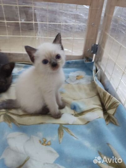 Сиамские котята помест с шотландским