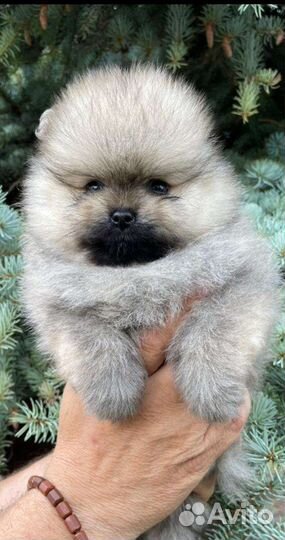 Померанский шпиц тип мишка