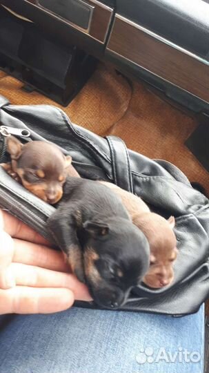 Минитойчики,остались 2дев