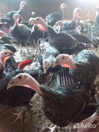 Индюки бронза 708,до 30кг