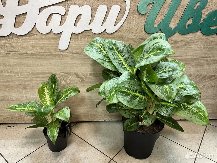 Аглаонема милки вей