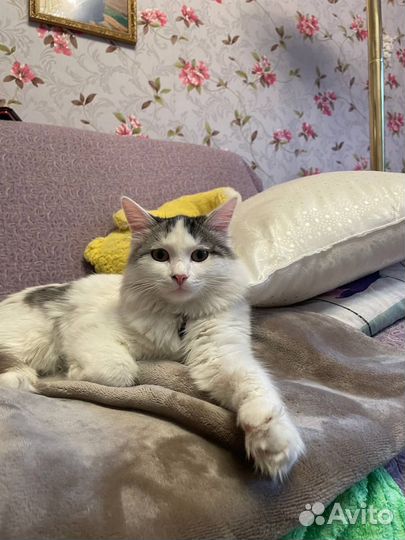 Найдена кошка