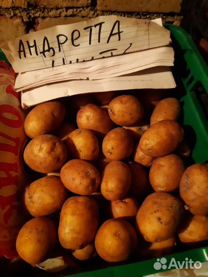 Семенной картофель