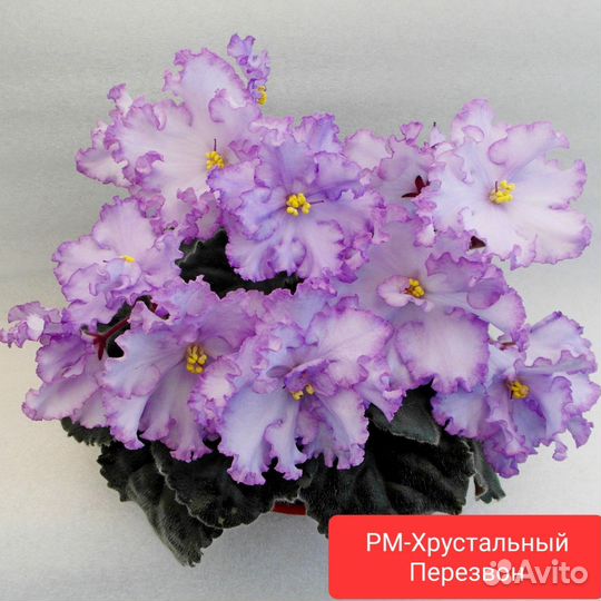 Сортовые фиалки
