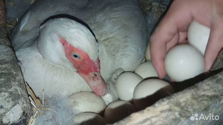 Взрослые мускусные утки (индоутки) тяжелых линий