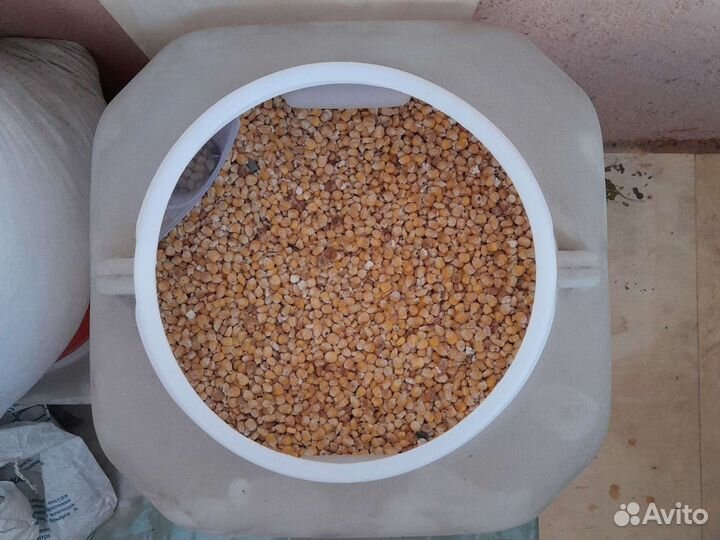 Кукуруза зерно