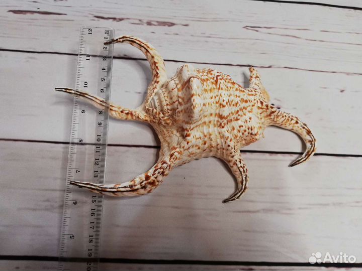 Огромная морская ракушка