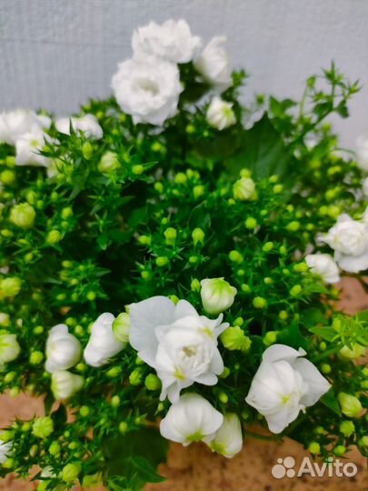 Кампанула жених и невеста