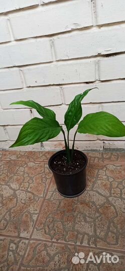 Спатифиллум