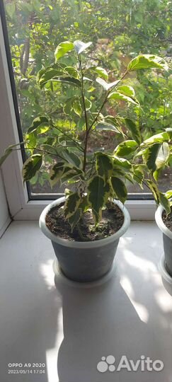 Фикус Бенджамина