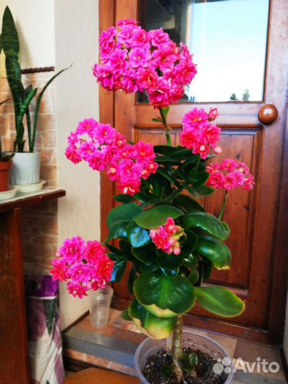 Каланхое декоративное, цветёт розовый и жёлтый