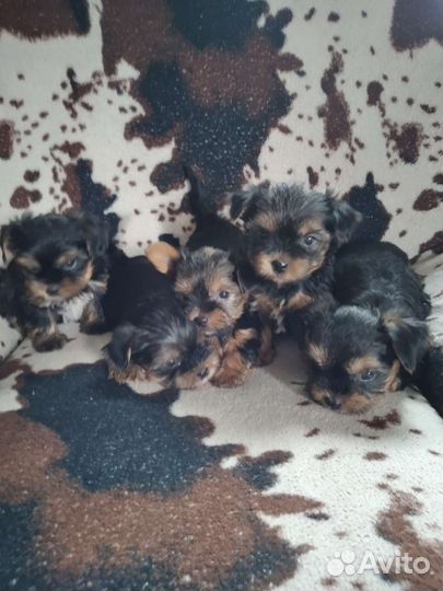 Йоркширский терьер