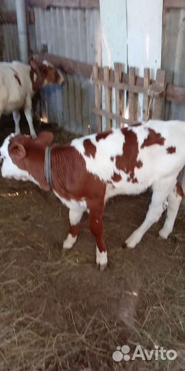 Корова дойная с теленком