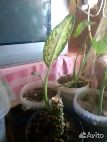 Диффенбахия