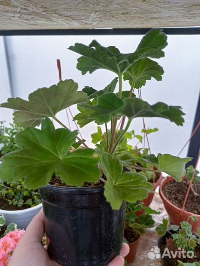 Пеларгония