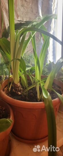 Разные цветы