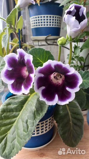 Продам цветы комнатные