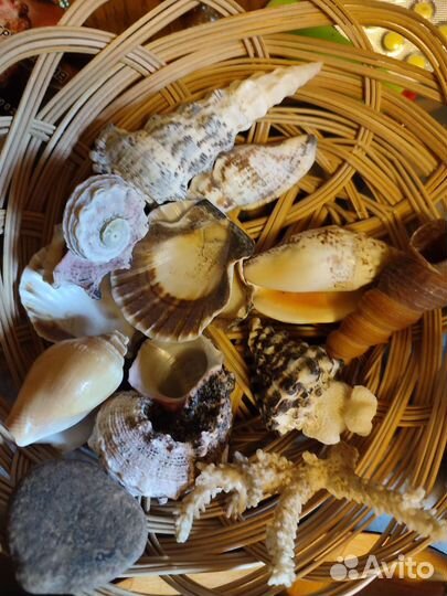 Набор ракушек