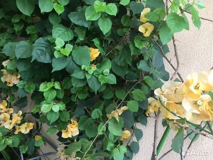 Комнатные цветы