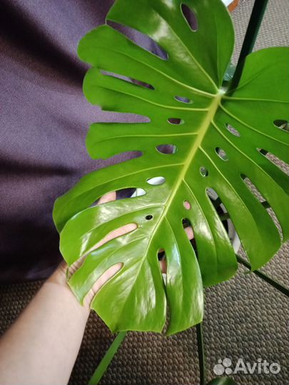 Монстера деликатесная