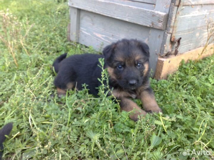 Щенки немецкой овчарки