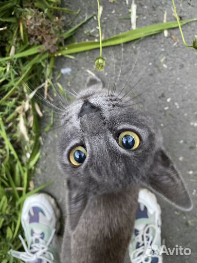 Котенок в добрые руки