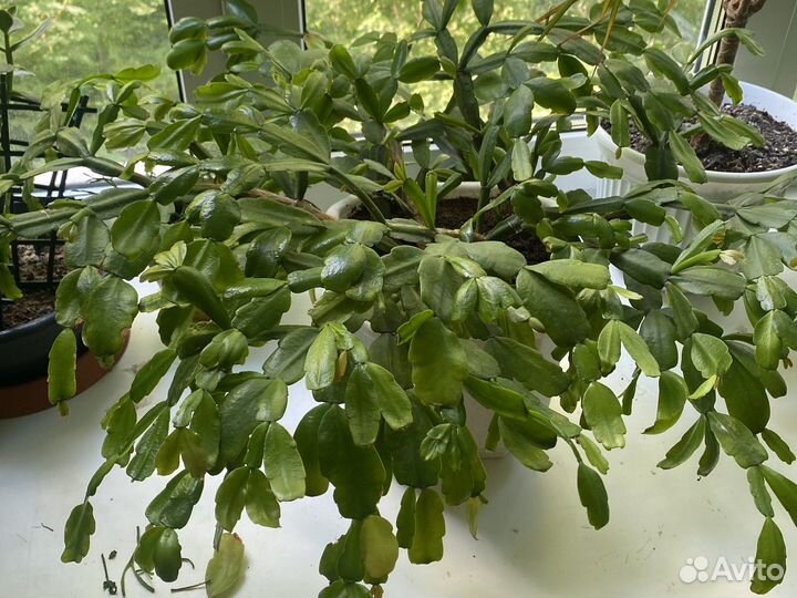 Хлорофитум полосатый,традесканция,декабрист