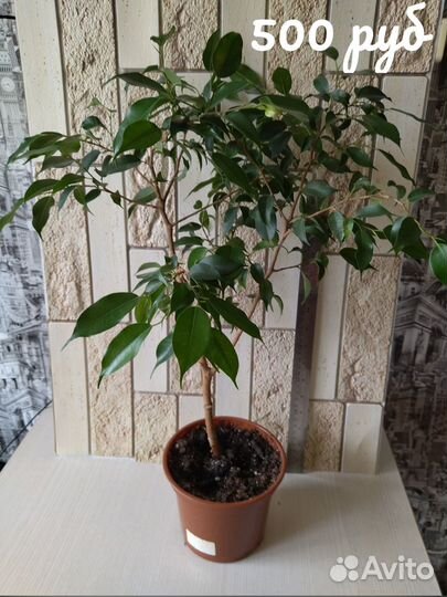 Сортовые фикусы