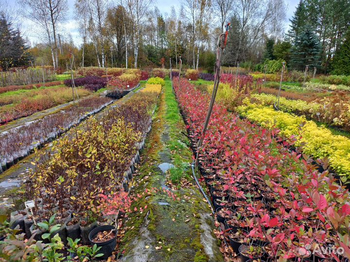 Растения для озеленения