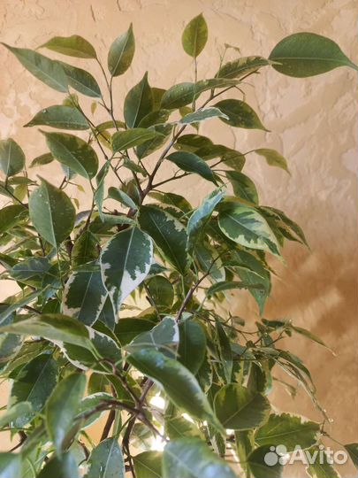 Фикус бенджамина пестролистный