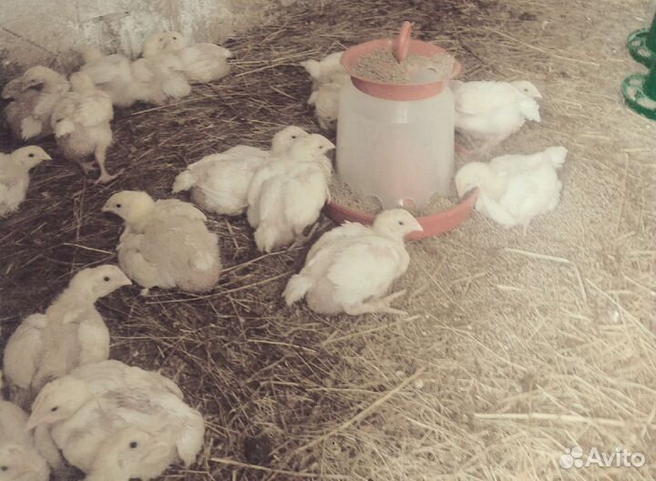 Цыплята бройлеры подрощенные