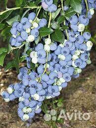 Голубика блюкроп спартан пуру