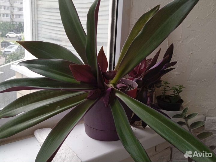 Традесканция