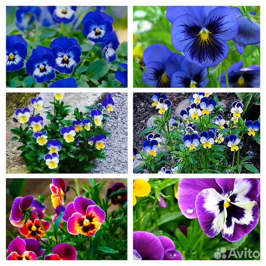 Многолетние растения и цветы