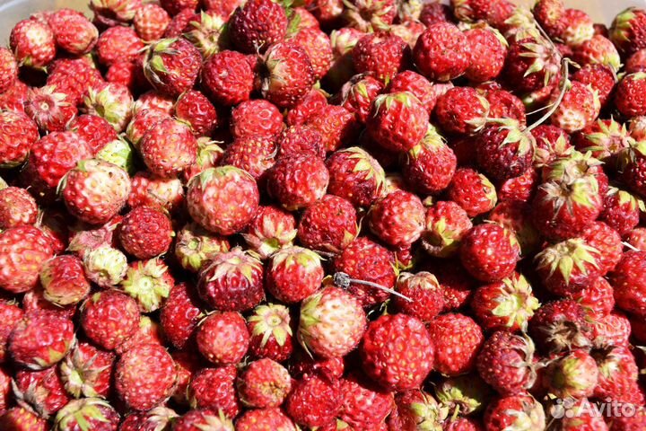 Клубника лесная свежемороженая