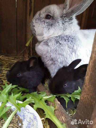 Калифорния и Белый Паннон