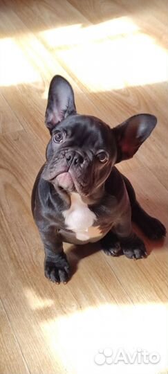 Щенки французского бульдога