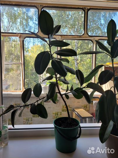 Фикус Эластика Робуста