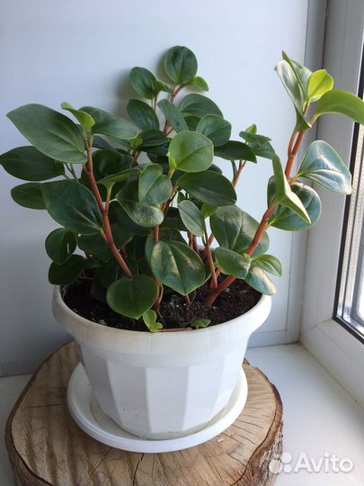 Переромия головатая