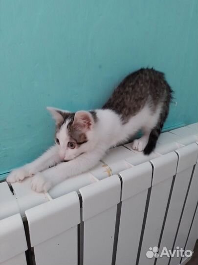 Котенок