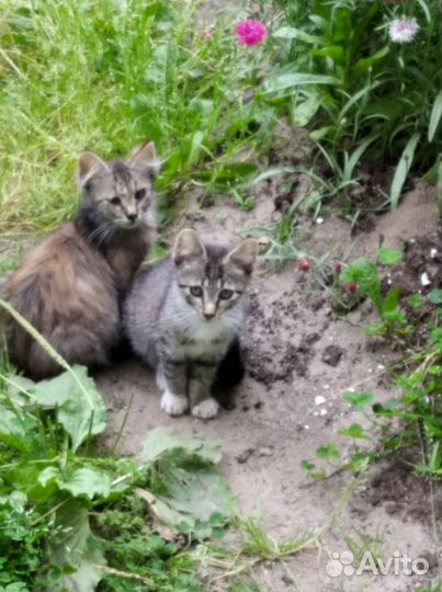 Малыш в добрые руки