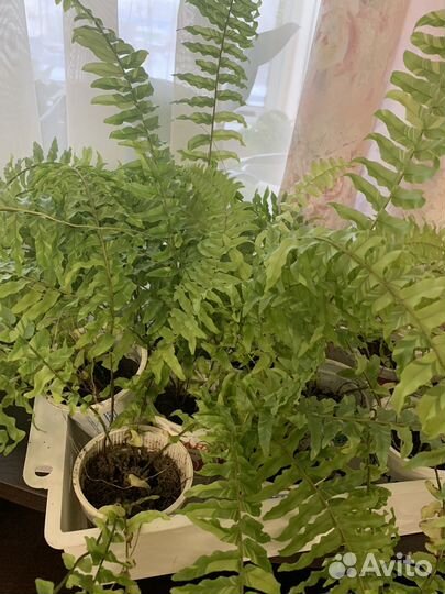 Папоротник